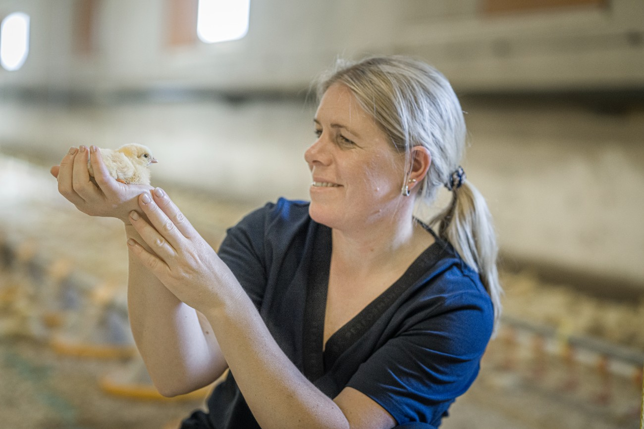 Svensk Fågel-hero-background